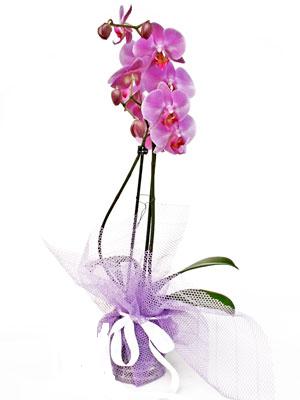 saks bitkisi 1 dal orkide hediye iek siparii 