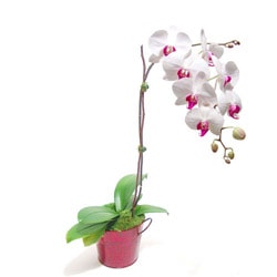 orkide saksı çiçeği salon bitkisi çiçek satış 